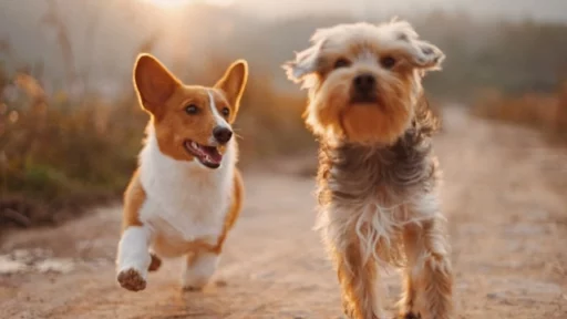 Ide Nama Anjing Lucu