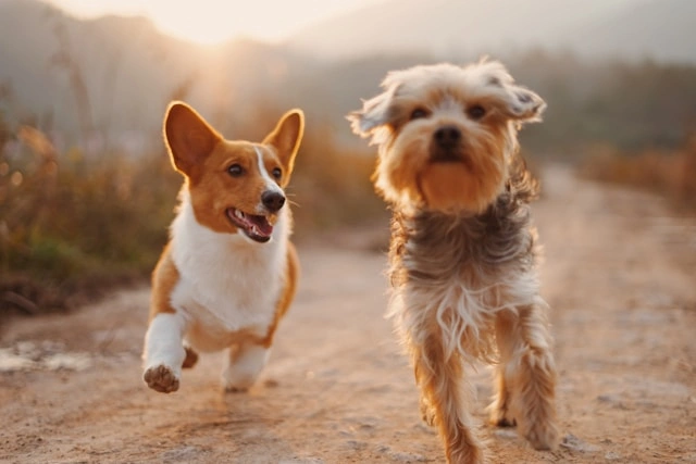 Ide Nama Anjing Lucu