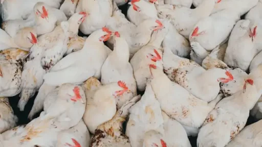 Cara Ternak Ayam Petelur Skala Kecil
