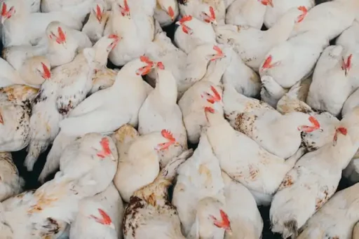 Cara Ternak Ayam Petelur Skala Kecil