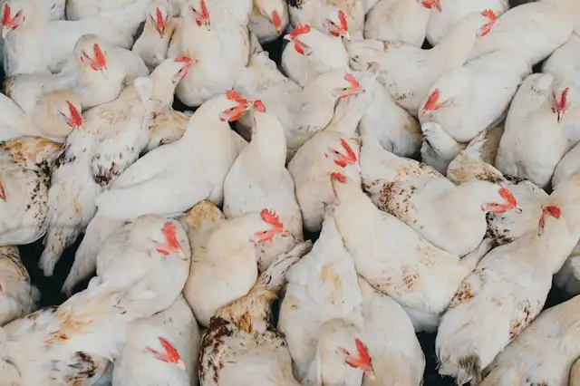 Cara Ternak Ayam Petelur Skala Kecil