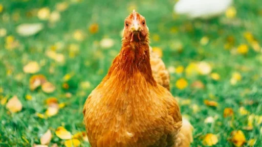 Modal Usaha Ayam Petelur 500 Ekor