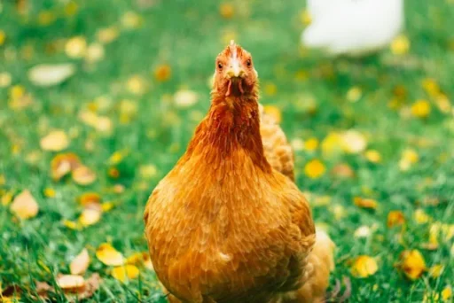 Modal Usaha Ayam Petelur 500 Ekor