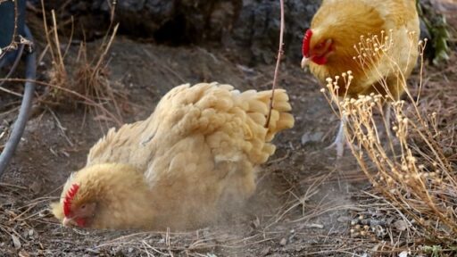 Cara Menghitung HPP Ayam Broiler