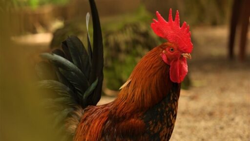 usaha budidaya omset besar