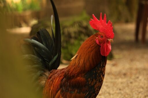 usaha budidaya omset besar